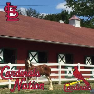 Meet your Posher, Alison